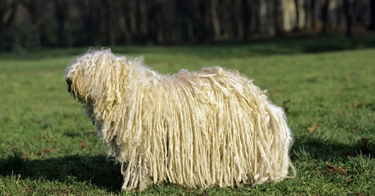 A Komondor dog with a distinctive white, corded coat.