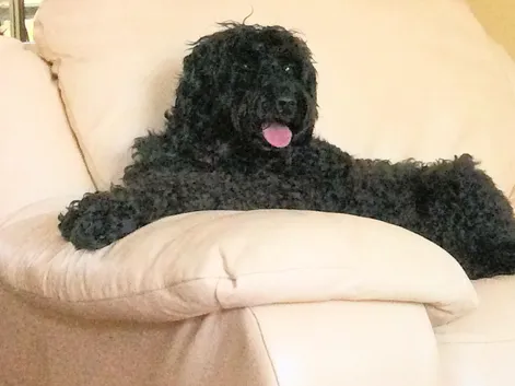 A Labradoodle named Berkly, almost 15 years old, a sweet companion and best friend.