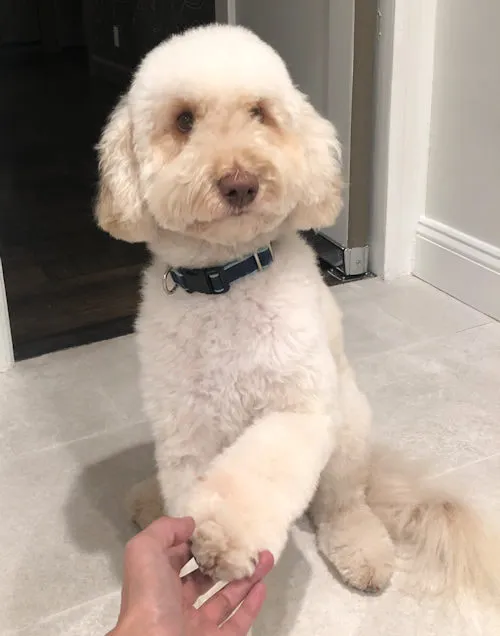 A Labradoodle named Flash, 3.5 years old, best at playing ball and a great companion.