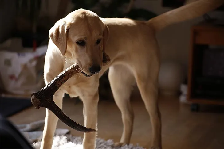 A Labrador Retriever standing indoors, holding an antler chew in its mouth.