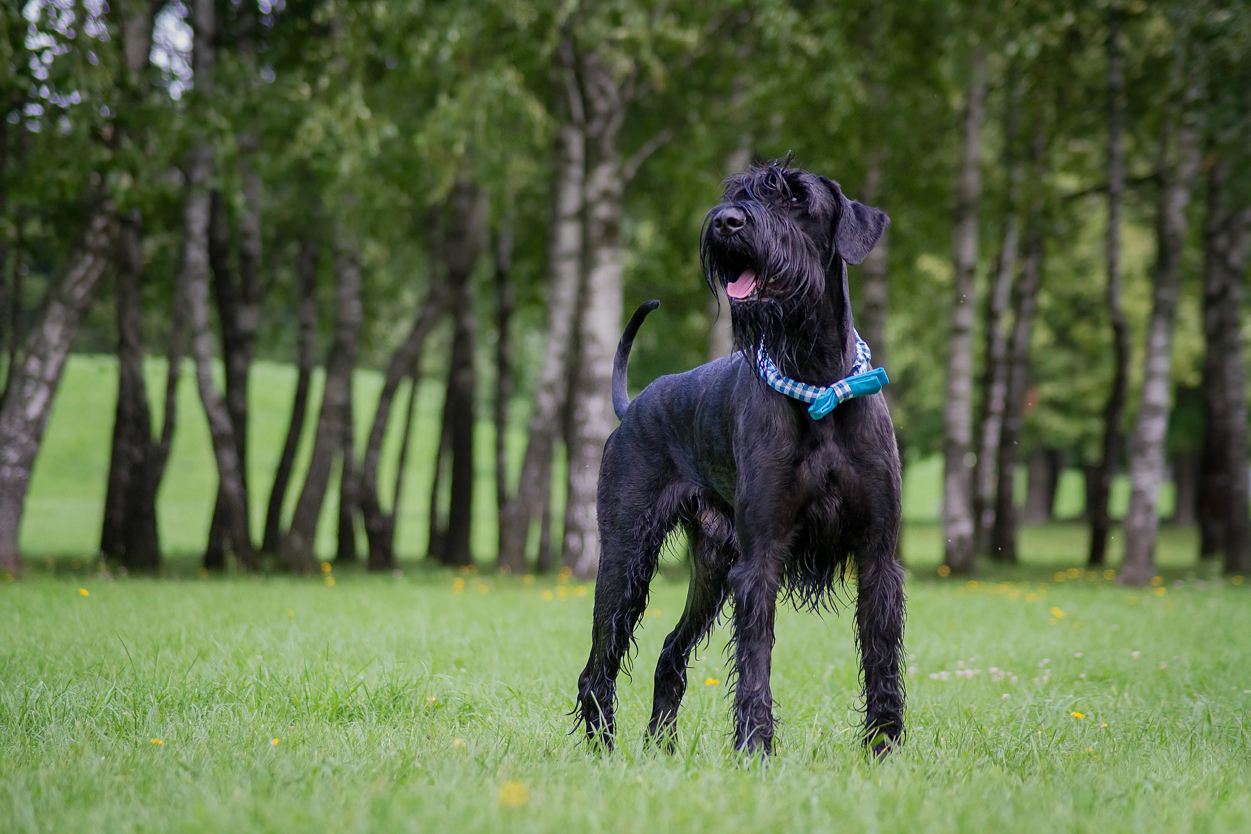 A large black Giant Schnauzer with a blue bow collar standing in a park, looking wet