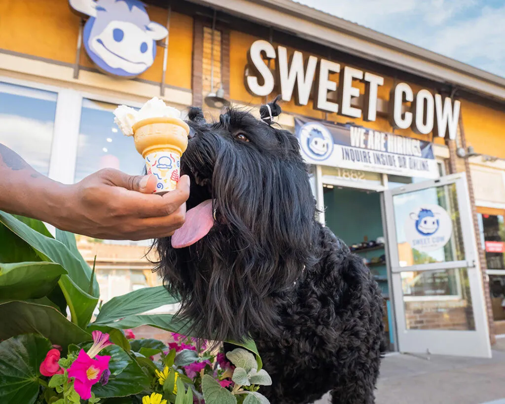 A large Black Russian Terrier gently licking whipped cream from a cone at an ice cream shop.