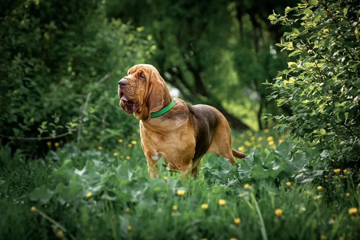 A large Bloodhound dog stands observantly outdoors among plants, showcasing its distinctive droopy ears and wrinkled face.