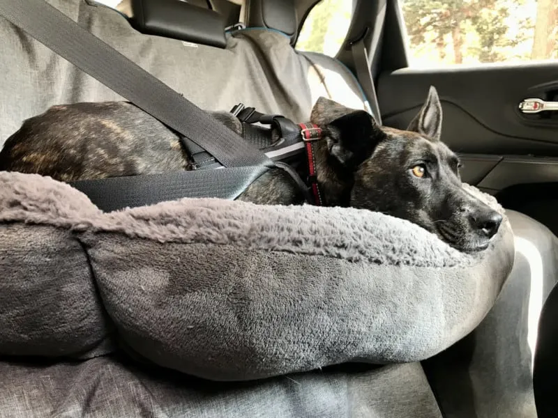 A large brindle dog is secured in a car seat wearing a crash-tested Sleepypod Terrain dog harness.