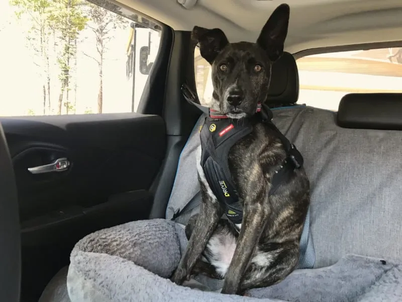 A large brindle dog is secured in a car seat wearing an EzyDog Drive crash-tested dog harness.