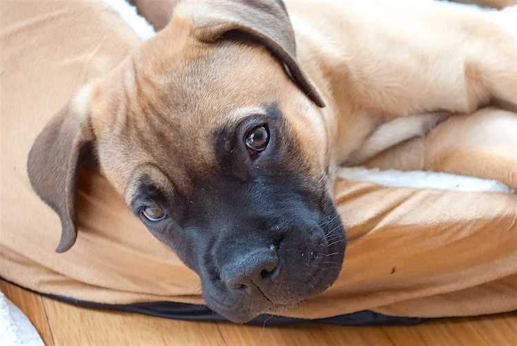A large Bullmastiff dog sitting calmly.