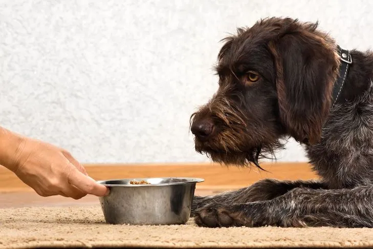 A large dog happily eating from a bowl of homemade food on a wooden floor, emphasizing a healthy diet.