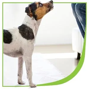 A large dog showing signs of stiffness while trying to get up