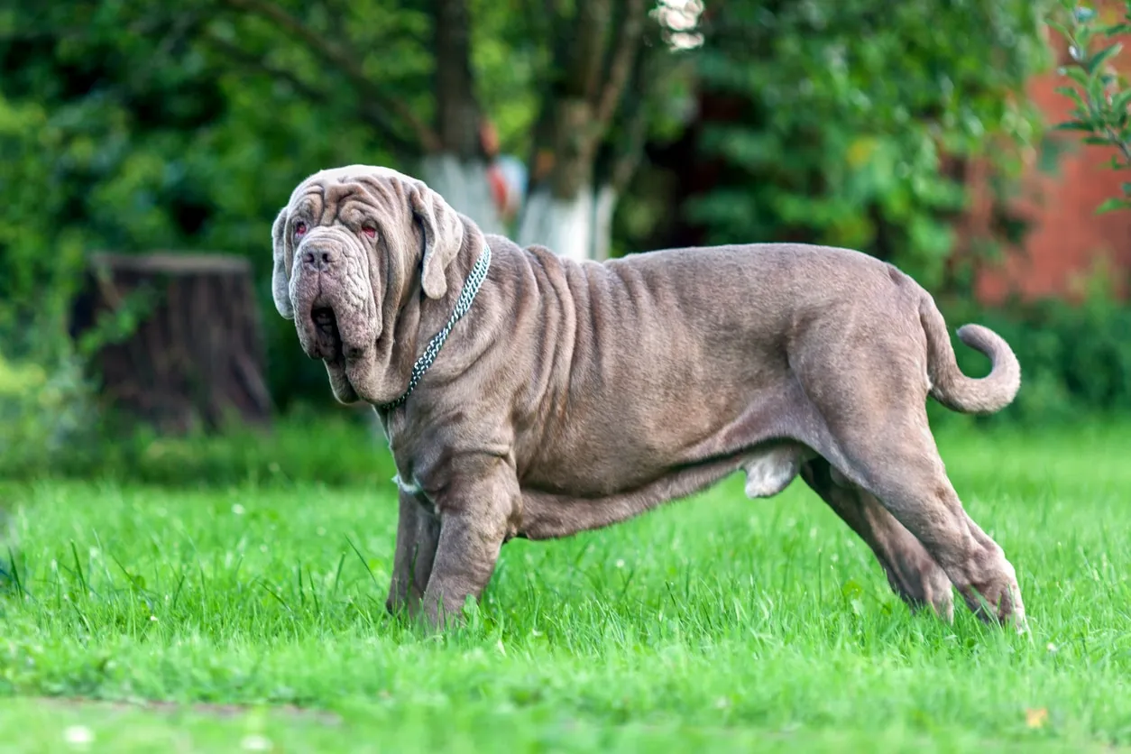 A large Neapolitan Mastiff stands regally, viewed from the side, displaying its characteristic loose skin and powerful build.