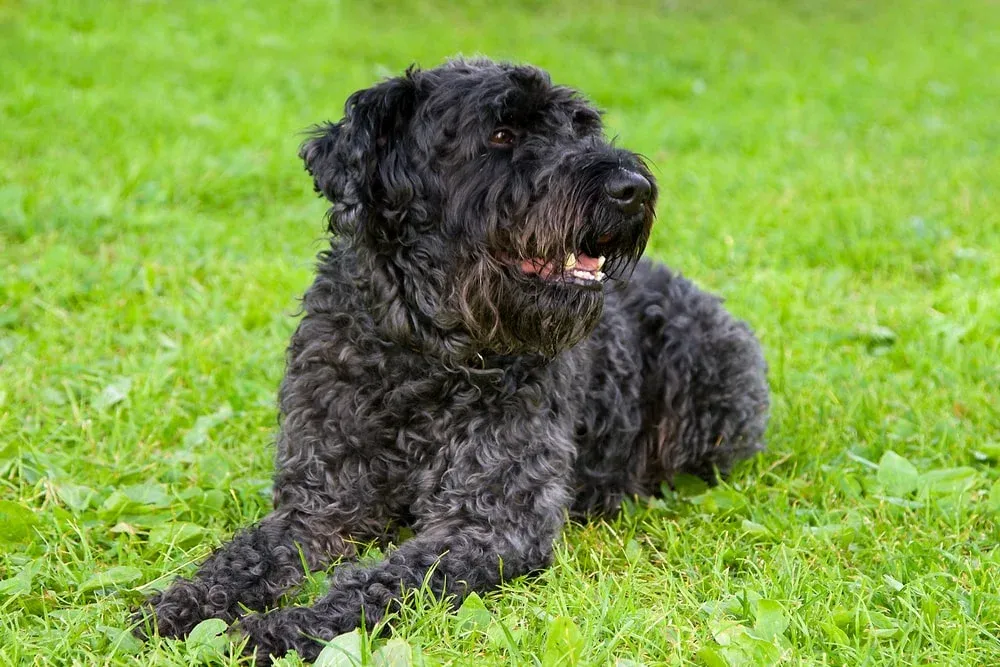 A lively Kerry Blue Terrier with a soft, wavy blue coat.