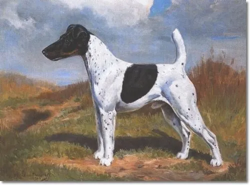 A lively Smooth Fox Terrier puppy in action, highlighting the breed's high energy and playful spirit that prospective owners should be ready for.