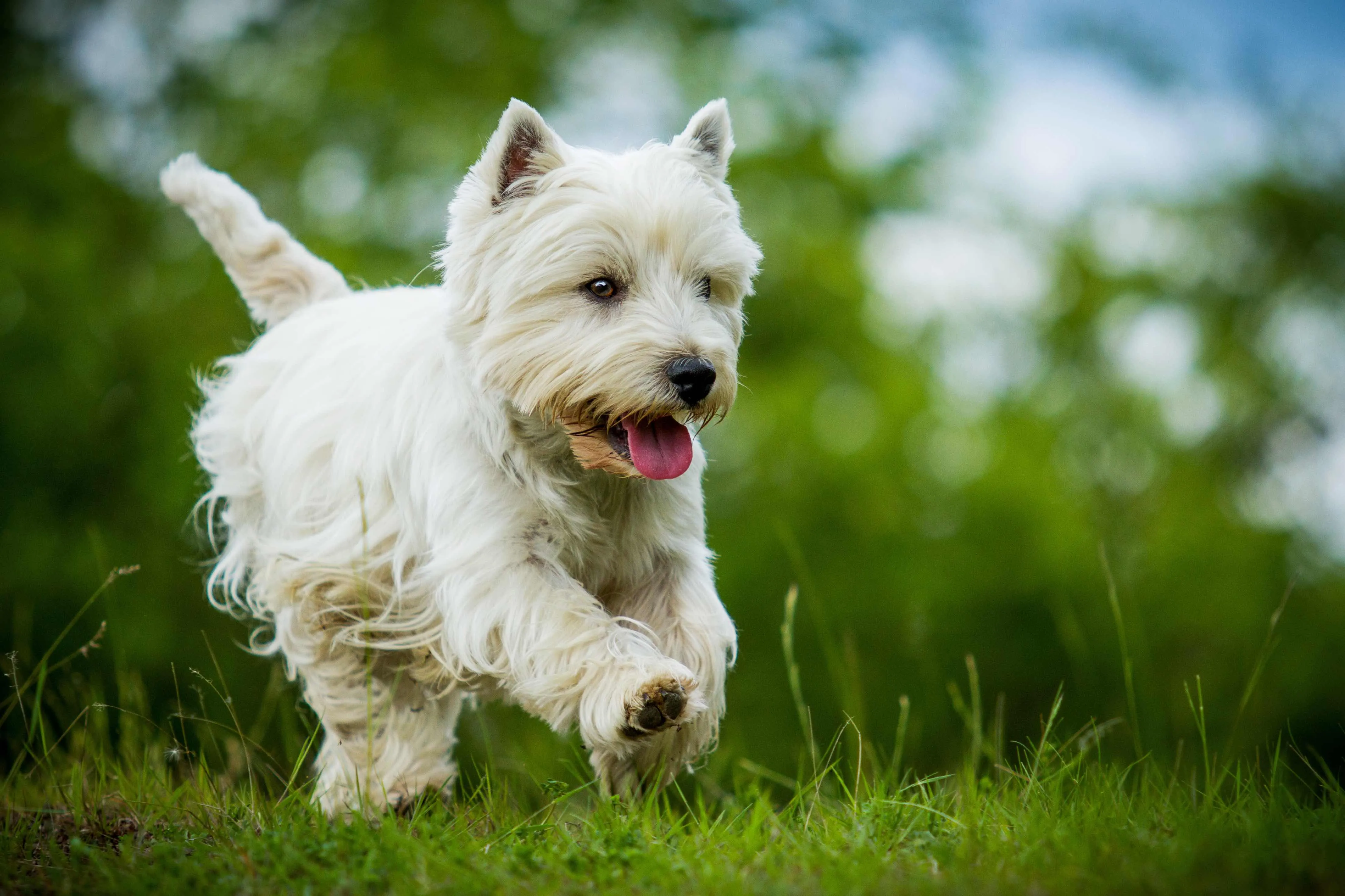 A lively West Highland White Terrier, often called a Westie, joyfully running through green grass.