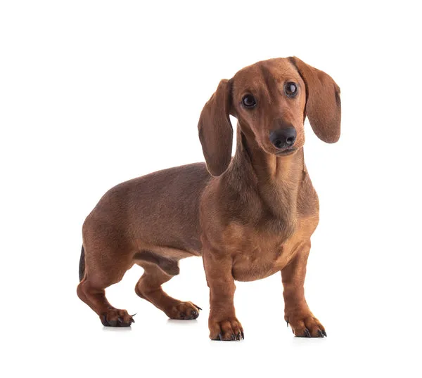 A long-bodied Dachshund with short legs and an alert expression.