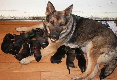 A magnificent pure black German Shepherd standing alert