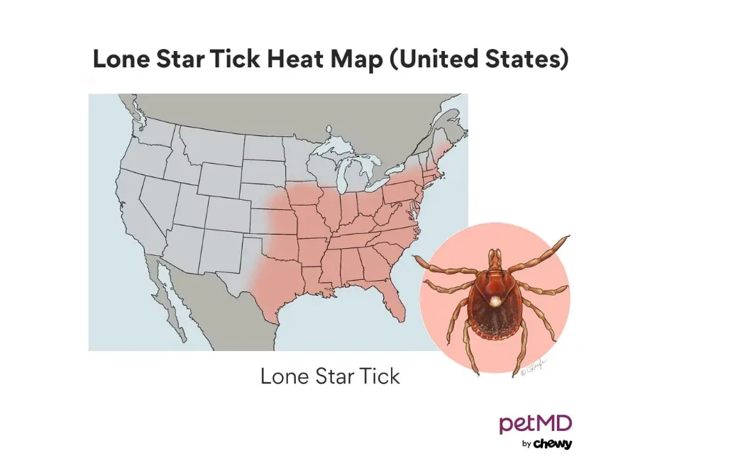 A magnifying glass showing a tick