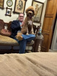 A majestic adult Red Poodle, a testament to the healthy and beautiful lineage of our fox red toy poodle for sale puppies.