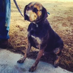 A majestic American Leopard Cur sitting patiently, demonstrating its composed and intelligent demeanor.