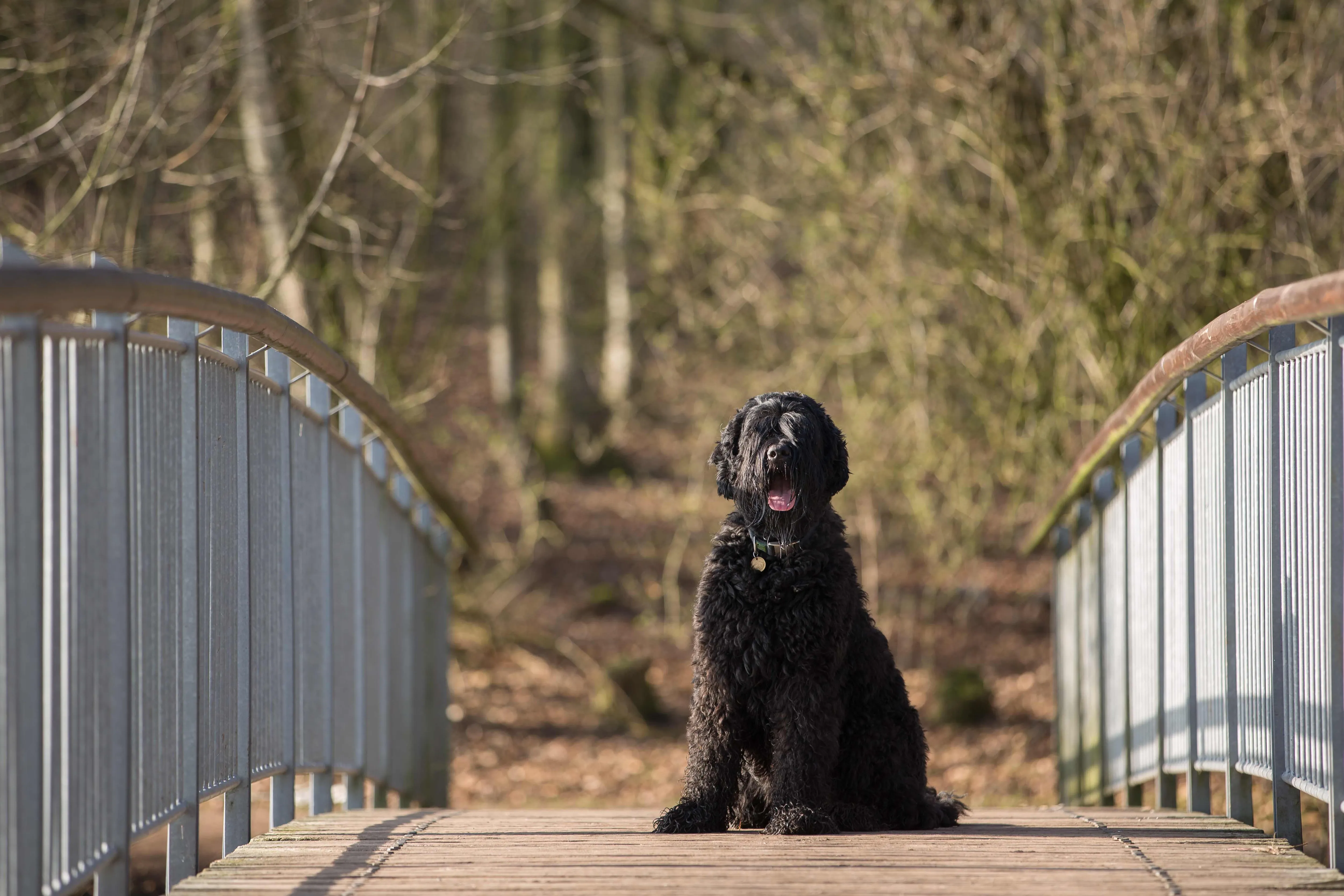 A majestic Black Russian Terrier sits calmly on a bridge, looking directly at the camera with an alert expression.