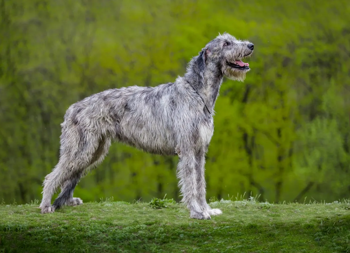 A majestic gray Irish Wolfhound stands gracefully outdoors, showcasing its tall, lean build.