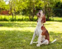 A majestic Great Dane standing tall.