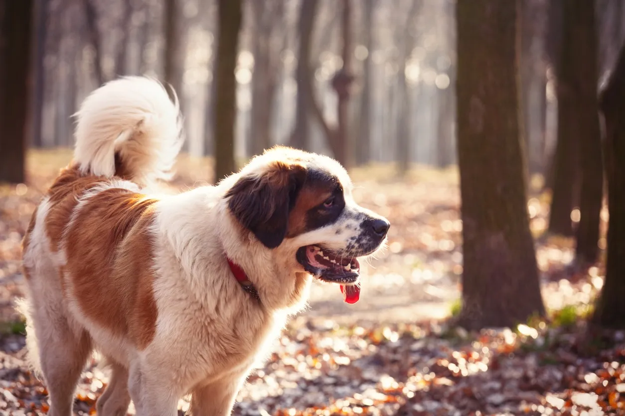 A majestic Saint Bernard stands outdoors amidst trees, showcasing its powerful build and noble presence.