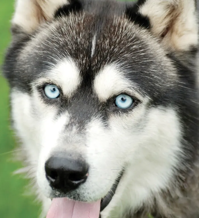 A majestic Siberian Husky standing in snow, showcasing its thick double coat and alert expression, vital for husky care.
