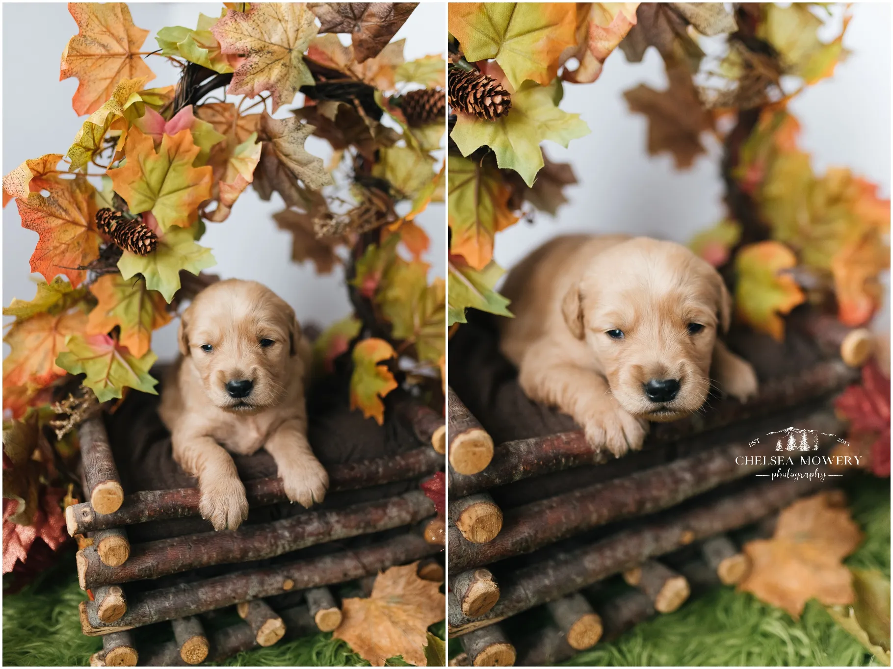 A male Golden Retriever puppy with a confident stance, suggesting a well-socialized and healthy pup.