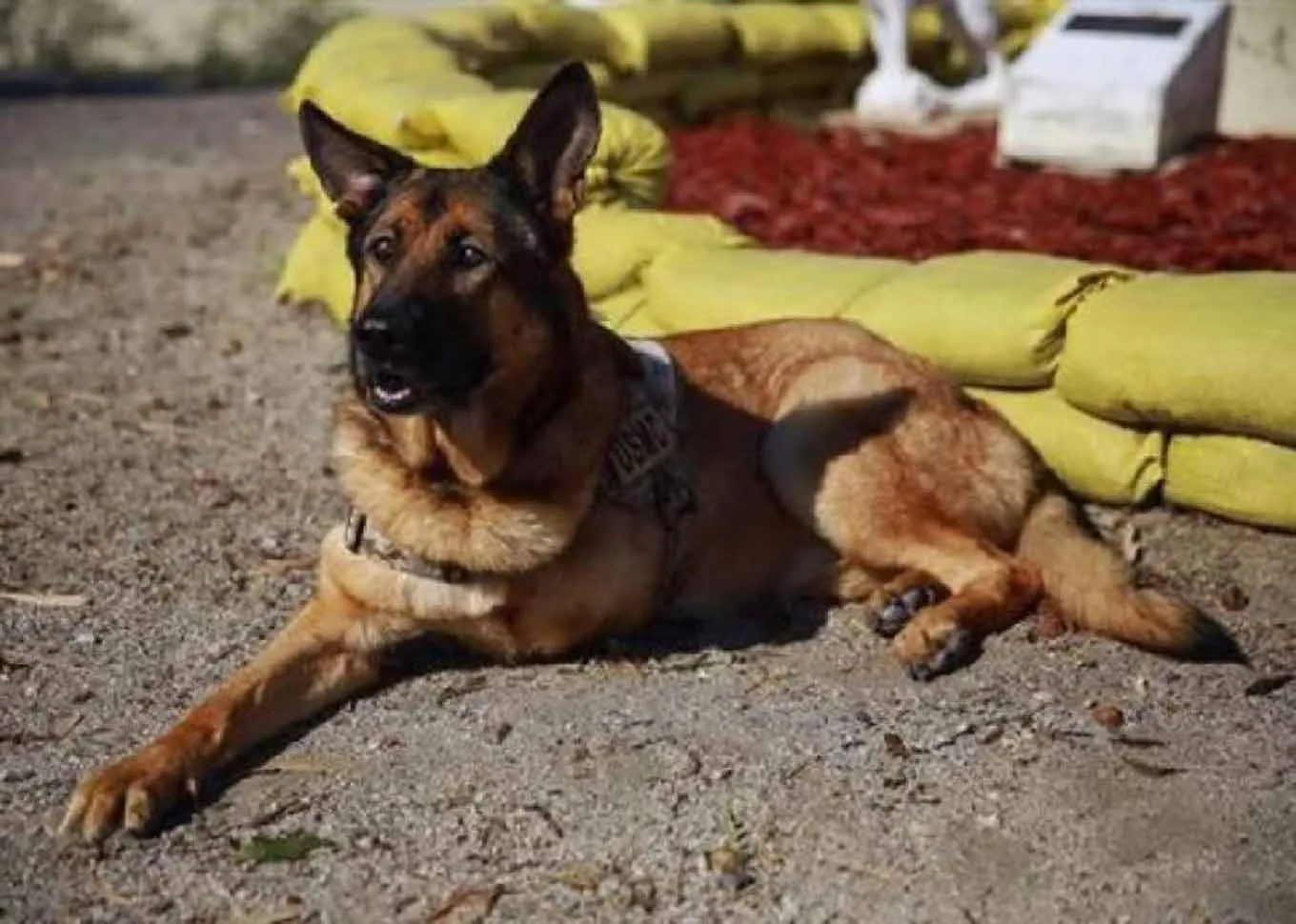 A malinois dog lying down on the floor