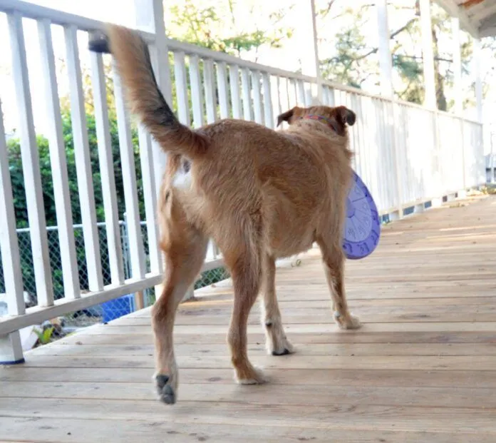 A medium-sized brown dog holding a puzzle toy in its mouth, facing away from the camera.