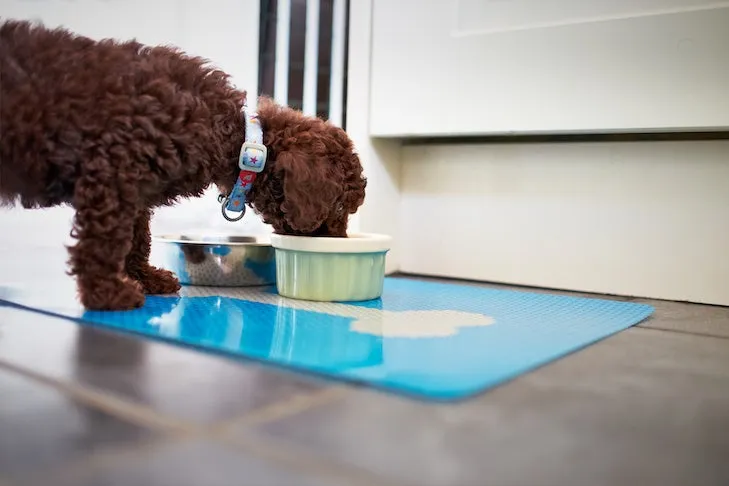 A miniature poodle puppy eating its dinner from a silver bowl in a kitchen, symbolizing the diverse nutritional needs of puppies and young Golden Retrievers