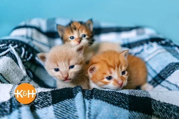 A mother cat gently tending to her litter of newborn kittens, highlighting the importance of maternal care in early kitten development.