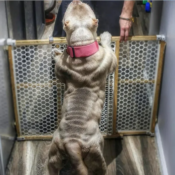 A muscled-up Pit Bull terrier demonstrating significant body transformation and improved physique after using Bully Max.