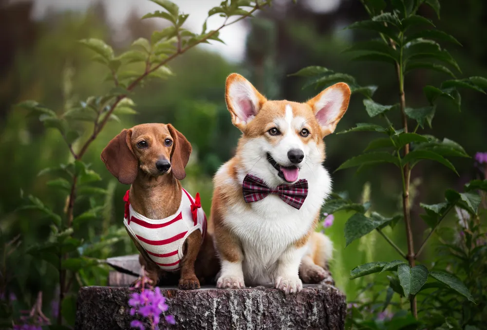 A Pembroke Welsh Corgi and a Golden Retriever interacting positively