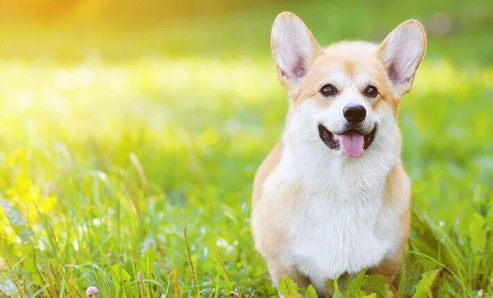 A Pembroke Welsh Corgi looking alert in the grass