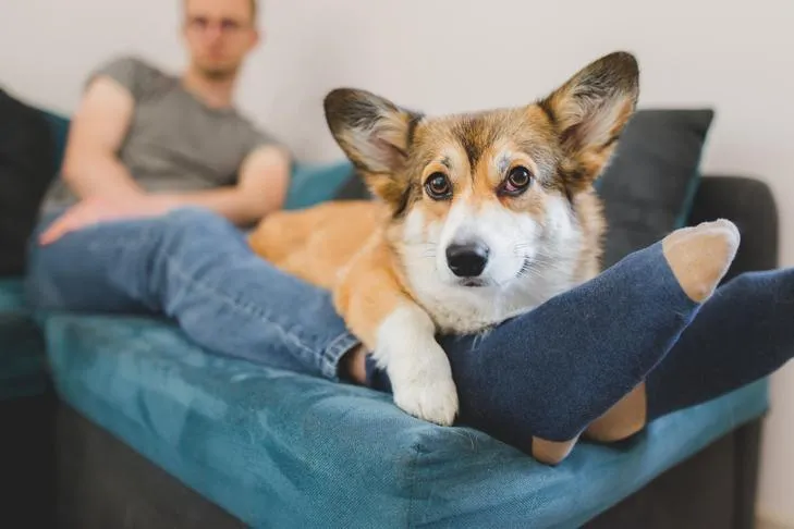 A Pembroke Welsh Corgi resting its head on its owner's feet on a couch, depicting a calm and secure dog.