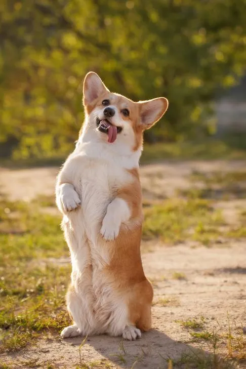 A Pembroke Welsh Corgi sits up on its hind legs, begging, in an outdoor setting.