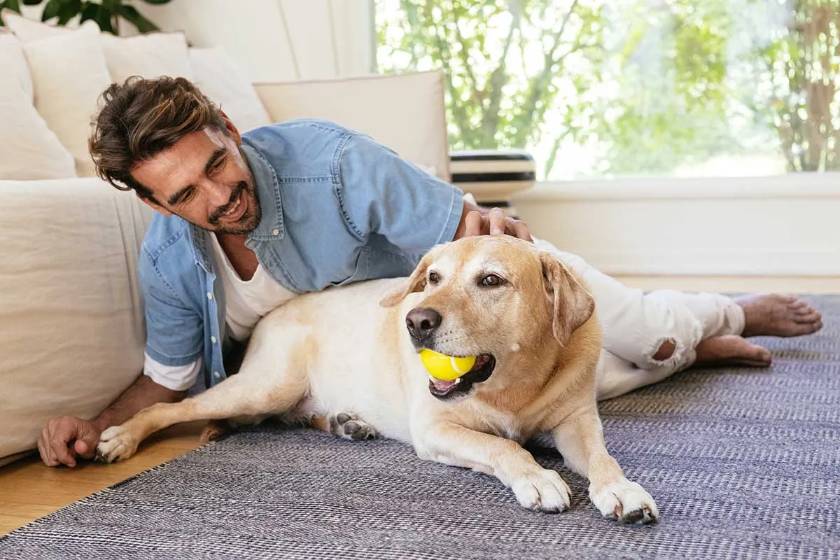 A person and a Great Dane playing fetch with a large tennis ball