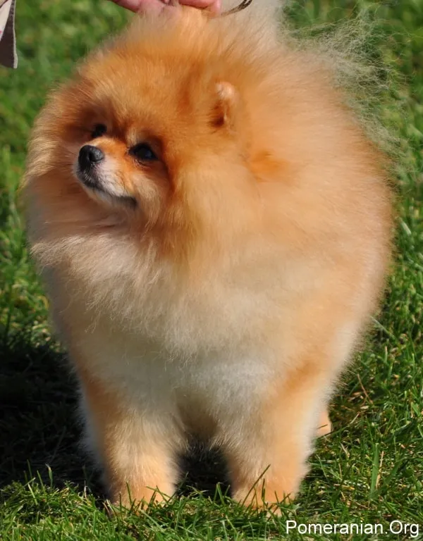 A person carefully holding a tiny Pomeranian puppy.
