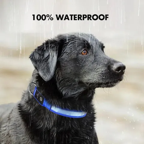 A person easily adjusting the strap of a dog collar with a quick-release buckle.