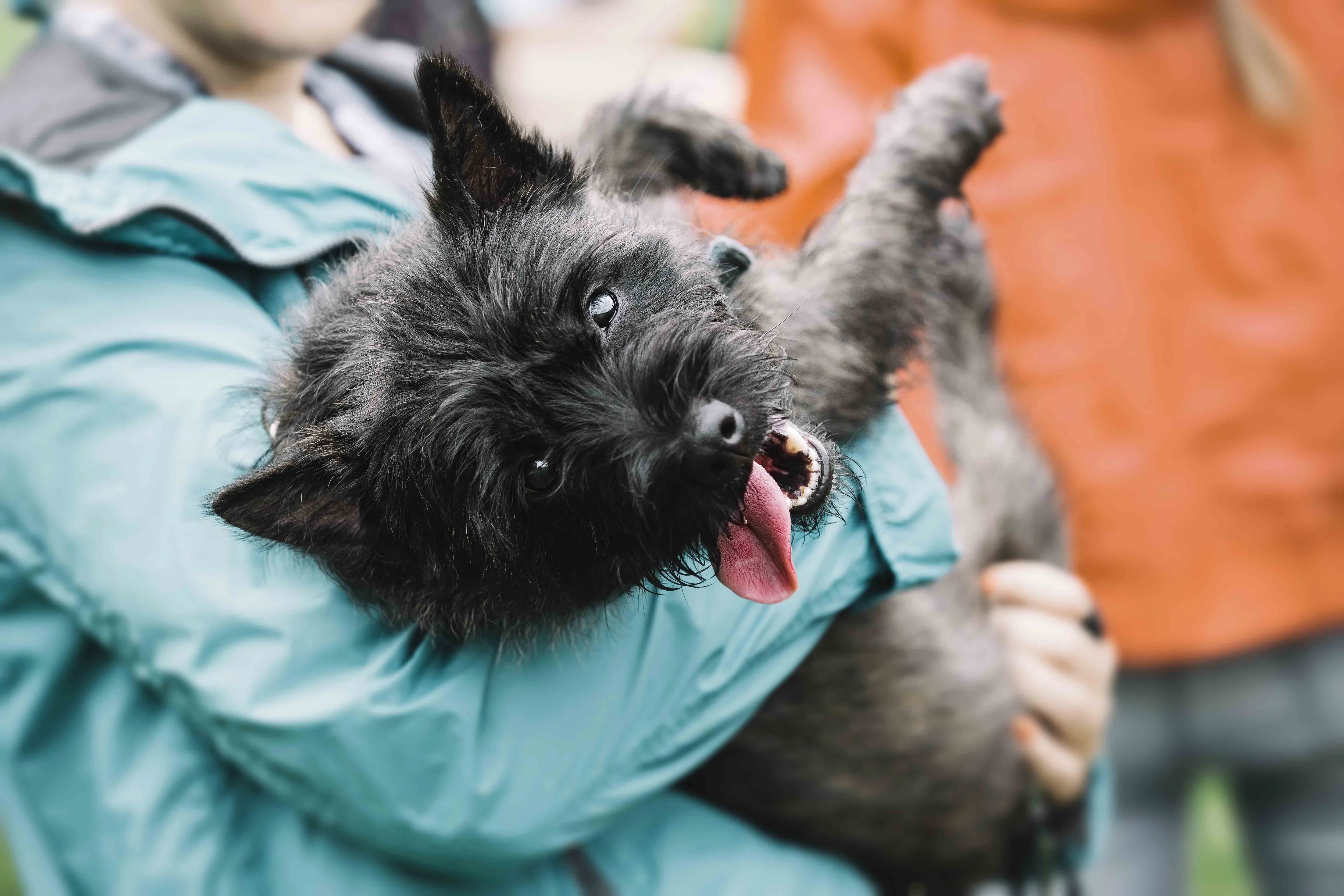 A person gently holding a small, scruffy black Cairn Terrier, highlighting its compact size and endearing face.