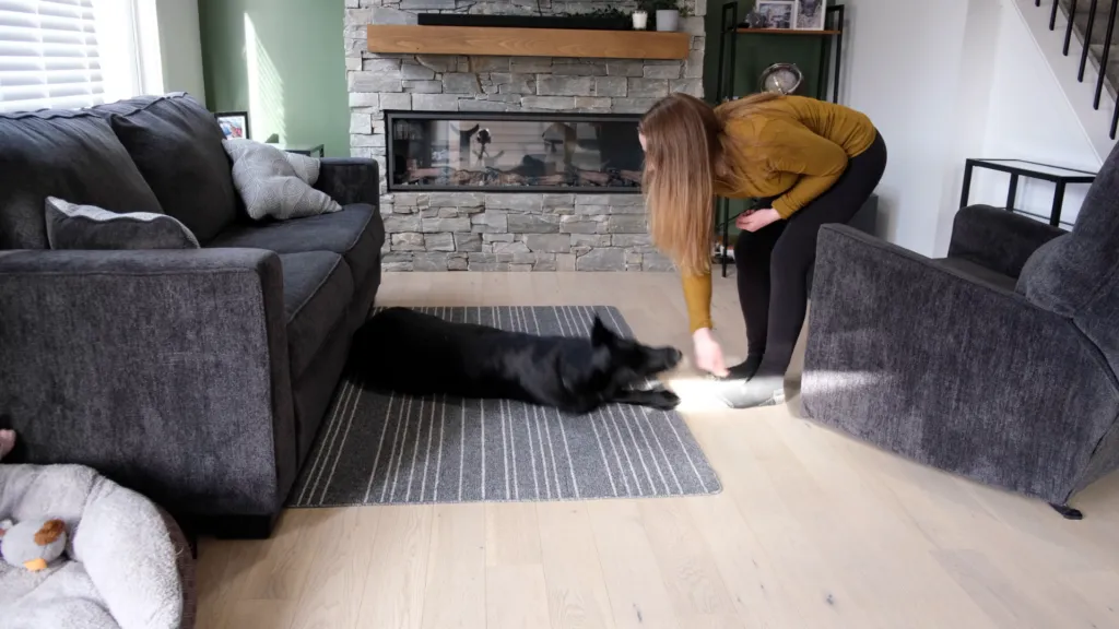 A person guiding a dog from a down position onto its side.