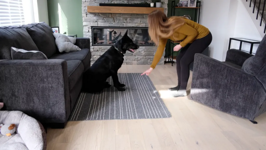 A person guiding a dog from a sit to a down position.