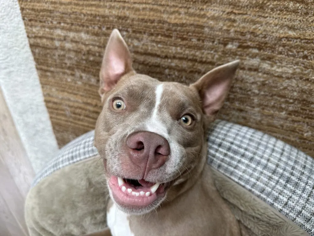 A person holding a leash with a happy Pitbull looking up at them