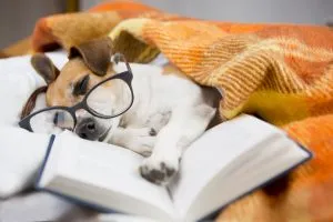 A person interacting with a puppy