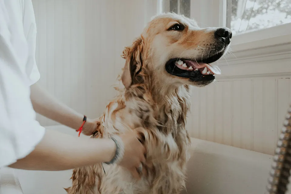 A person smiling while petting a happy dog