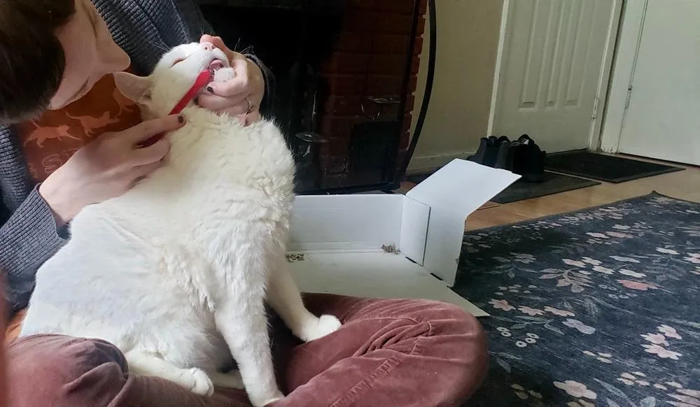 A pet owner gently brushing a cat's teeth with the Sentry Petrodex cat toothbrush