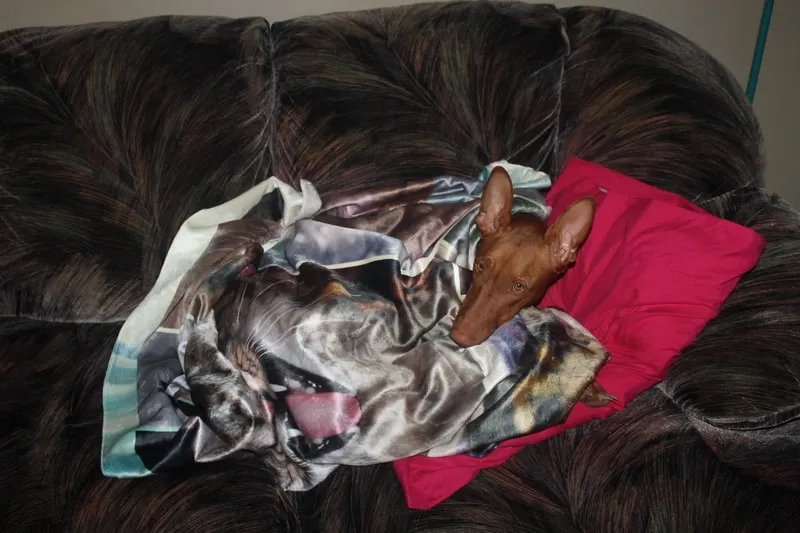 A Pharaoh Hound lounging comfortably on a blanket
