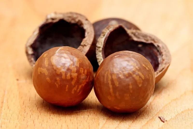 A pile of macadamia nuts, illustrating a less commonly known but dangerous food for dogs.