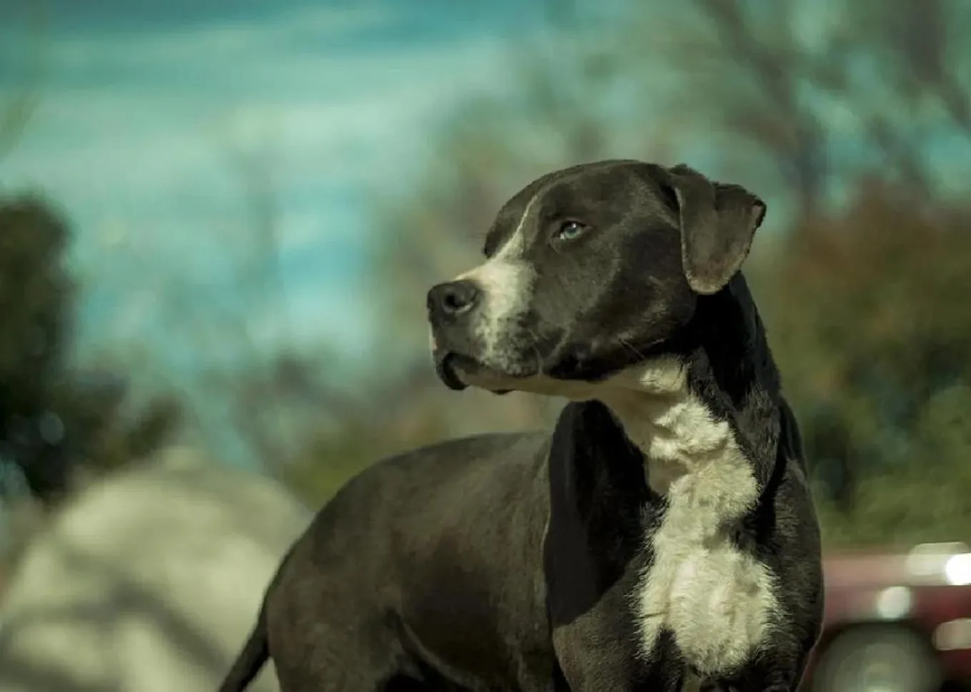 A pitbull mix dog looking to its right