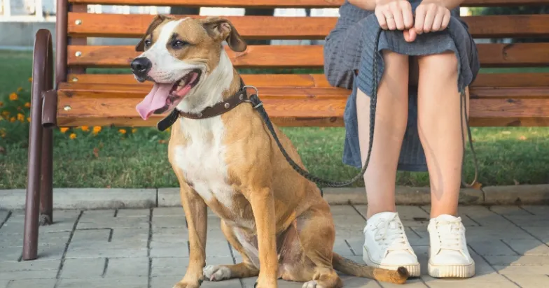 A Pitbull walking calmly on a loose leash beside its owner, illustrating successful leash training techniques.